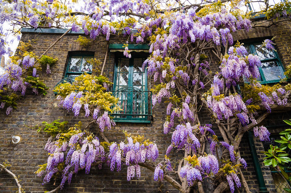 wisteria hysteria #london #wisteriahysteria #mysecretlondon #secretlondon #London