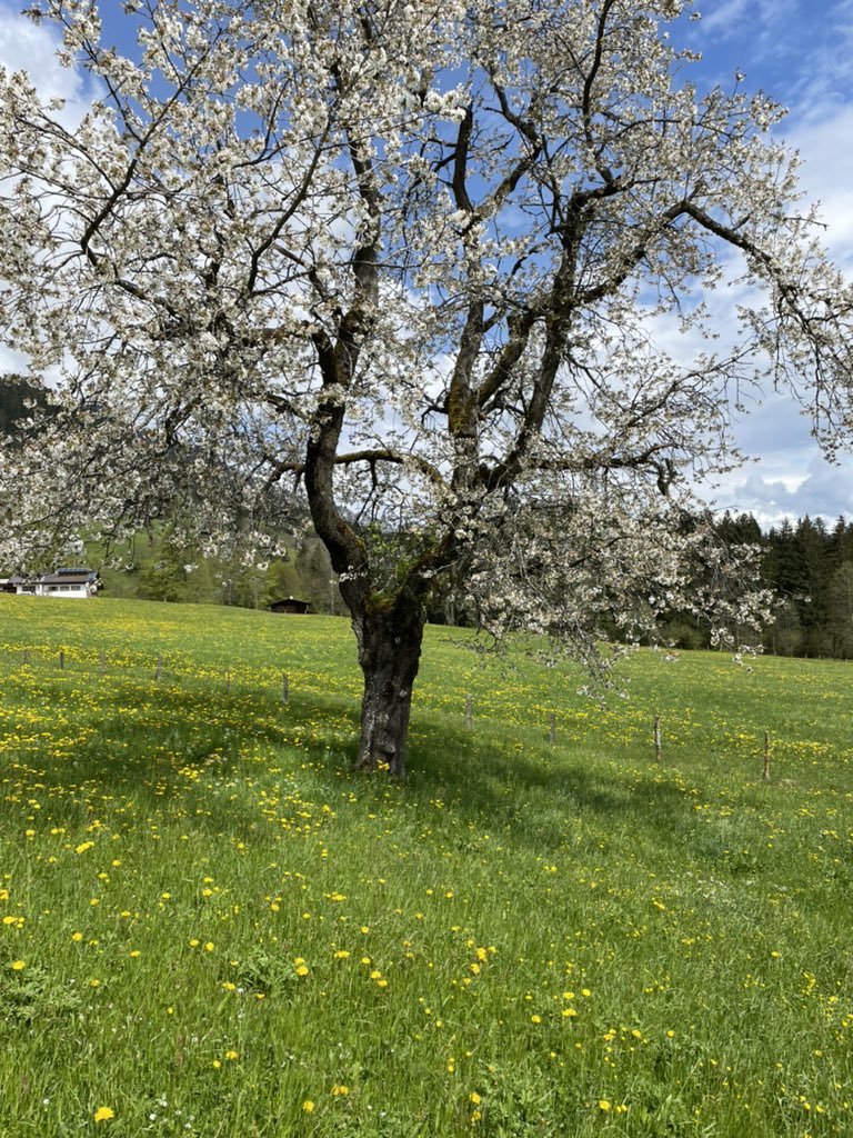 EdwardGLuce's tweet photo. Something about the Alps in spring https://t.co/k84UkOCWeM