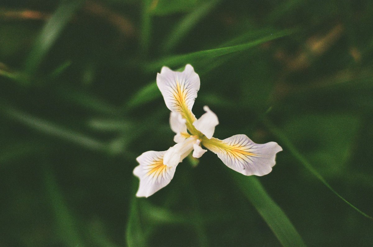 flowers on film