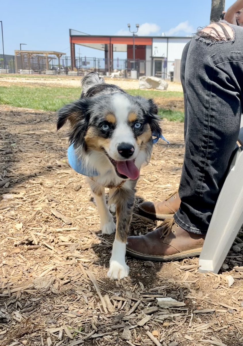 SGFTopDog's tweet photo. Perfect day at Barkyard with my brother Rue and the other awesome Top Dogs of Springfield with @CPOzarks! Living that #RuffLife https://t.co/pv0ee3XzfP