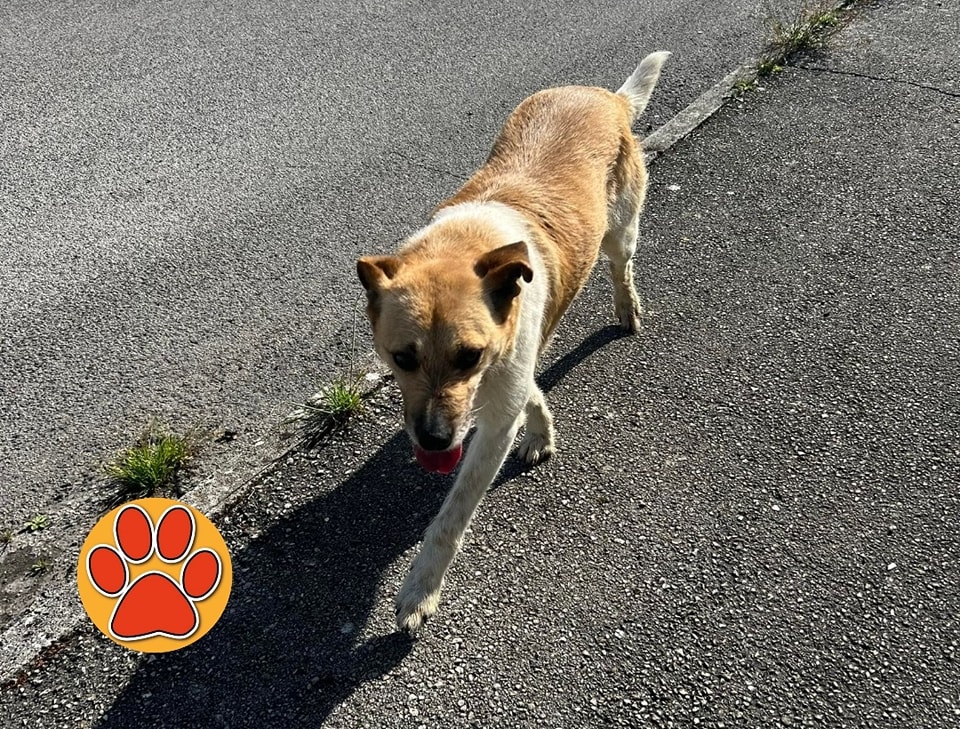 franbar71's tweet photo. Cane in strada da un giorno in via Ricci e in via Sforza a Rieti (Lazio) #tesoriaquattrozampe https://t.co/WZS7k8ZO6u https://t.co/eJkIzUQcrz