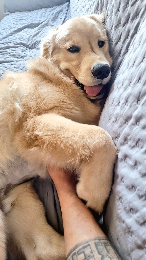 HIDzera's tweet photo. Olha o tamanho dessa pata!

#GoodApollo https://t.co/PACzjuFWv3