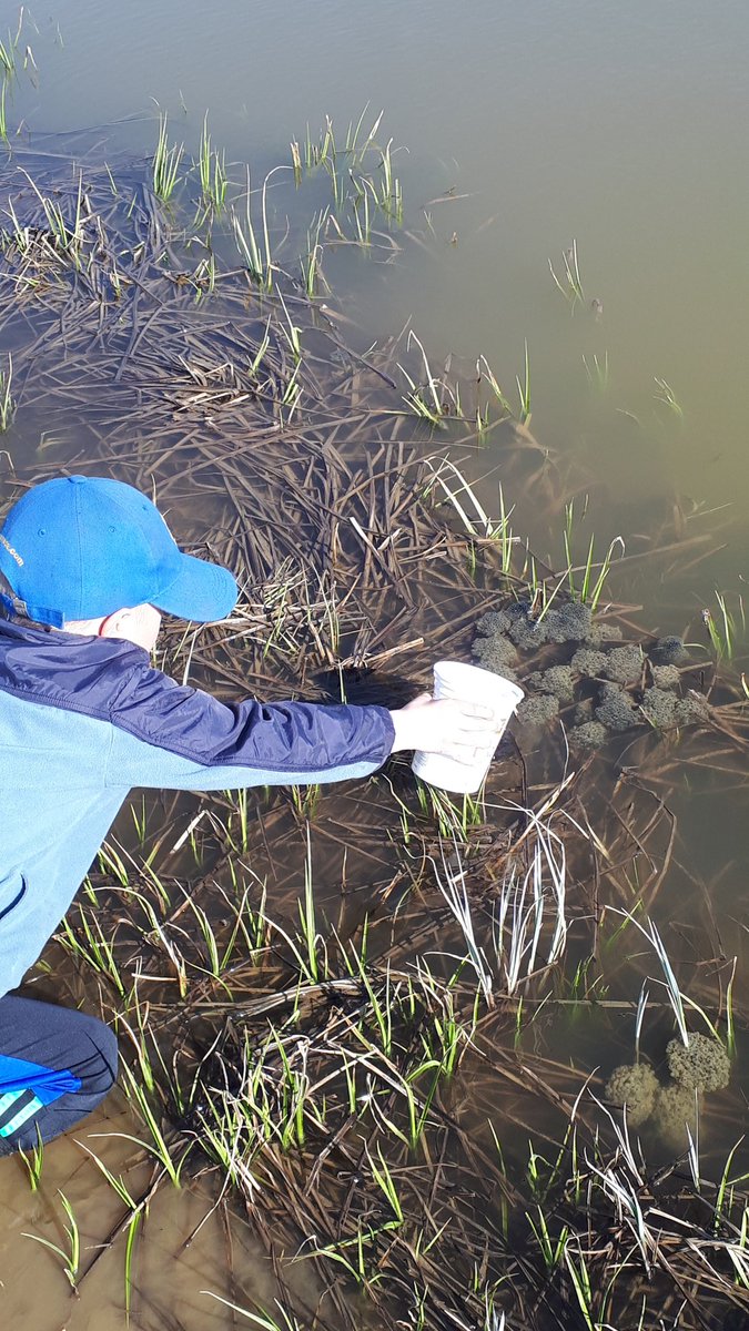 LindaMywaart's tweet photo. I love to "play" outdoors and this grandkid is a perfect playmate. Yesterday we tried to replicate a beaver dam with sticks and mud. Today was wetland exploration...frog eggs, frogs, ducks #getoutside #biggestkidofall #learningthruplay https://t.co/DgcZYaN5zM