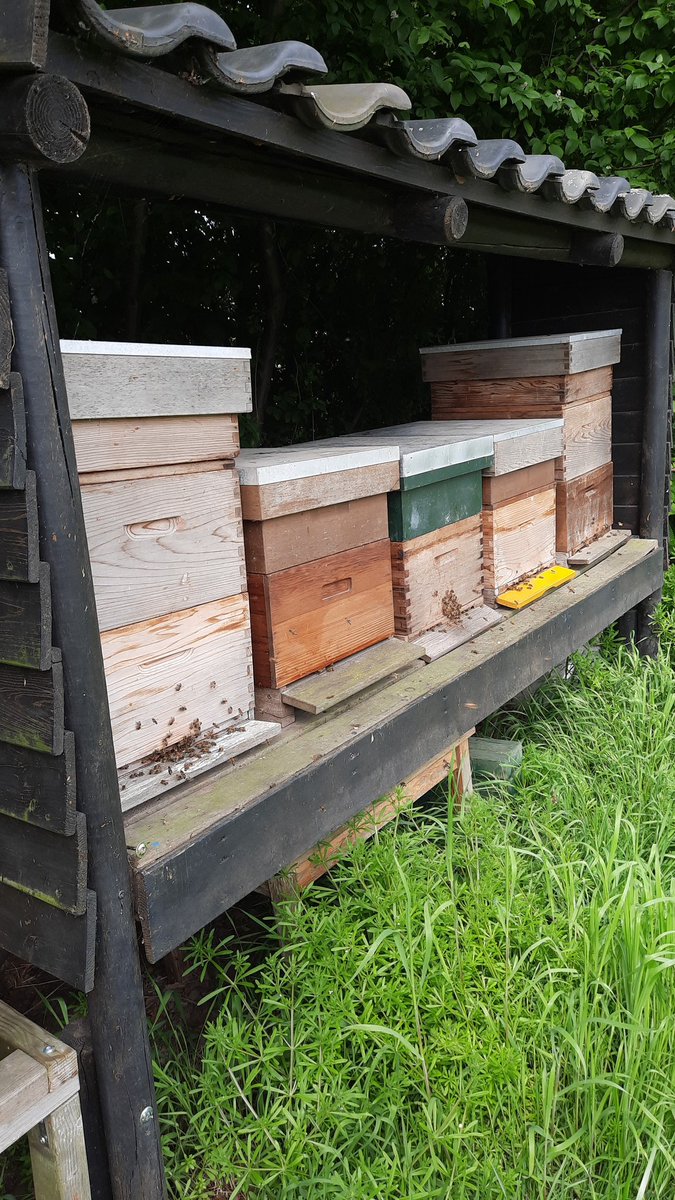 JokedeGeus's tweet photo. Vandaag enorm genoten van de bijen op onze boerderij.  Om de alle bijen een plekje te kunnen geven moesten we extra broedkamers plaatsen. En voor de enorme honingaanvoer extra honingkamers. #boerenzus #cchw #akkerranden https://t.co/cax6CUtu9y