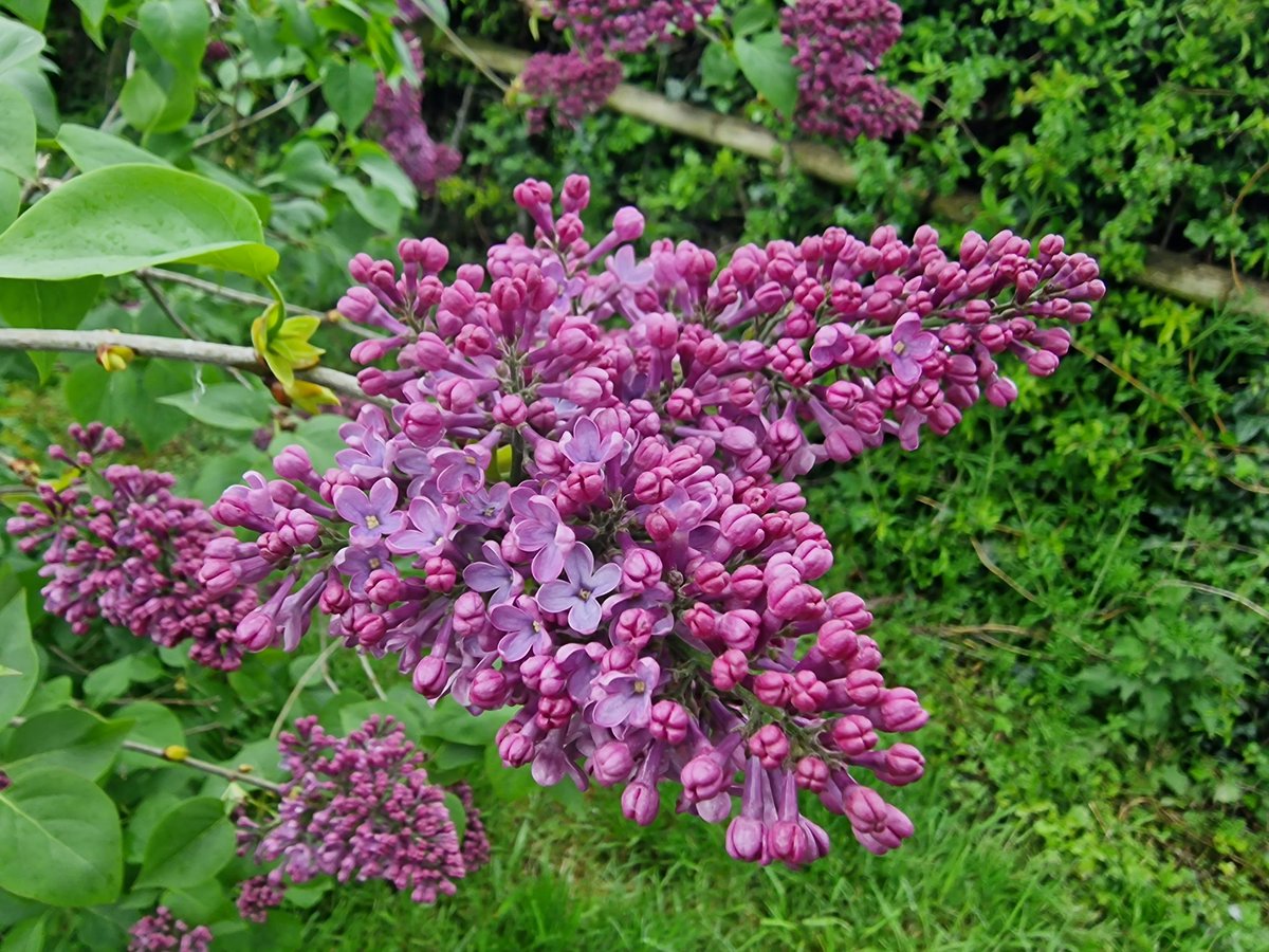 BrickMorpork's tweet photo. Overhead, a lilac tree was in bloom.
...
Damn! Damn! Damn! Every year he forgot. Well, no. He never forgot. He just put the memories away, like old silverware that you didn’t want to tarnish. And every year they came back, sharp and sparkling, and stabbed him in the heart.
- NW - https://t.co/tj56tFqiDj