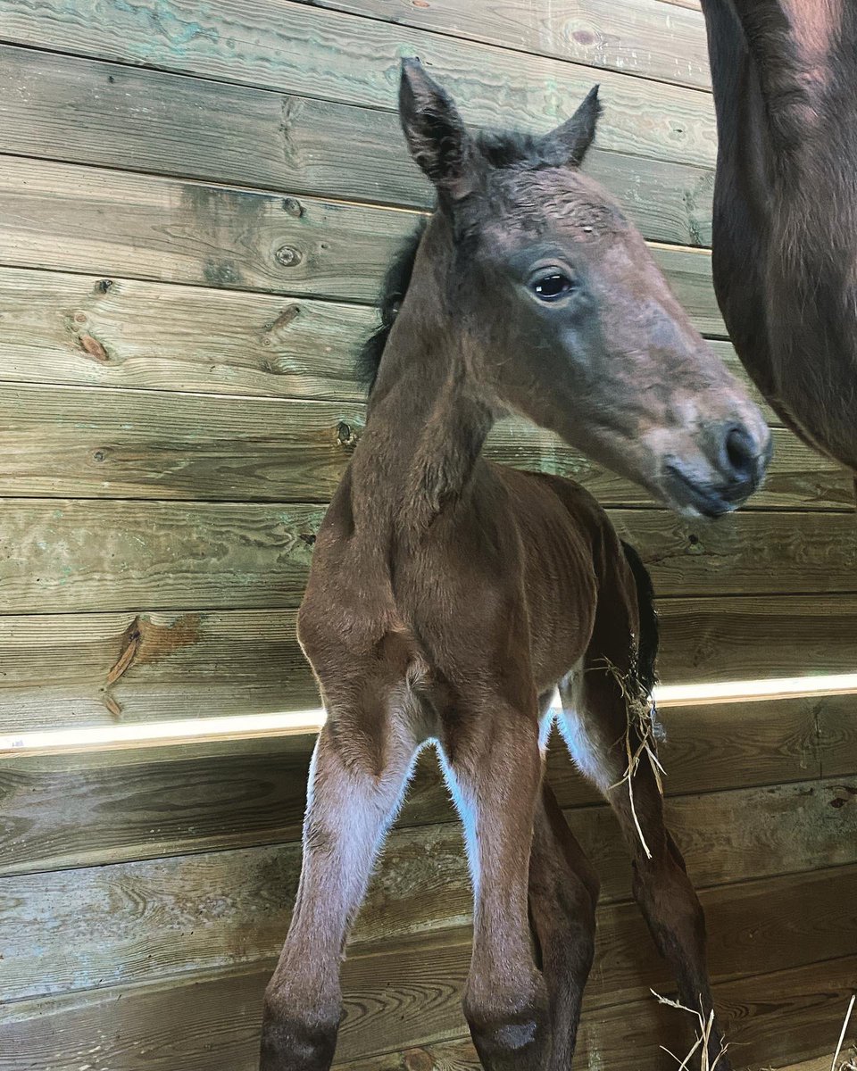 Juliana Z fick en tösabit e. <a href="/AurcyD/">Flocki d'Aurcy</a> idag. Stoor, jättepigg och alldeles ljuvlig. ❤️
Tack igen för det suveräna trixandet med spermatransport för att få till denna <a href="/LinnAndersson82/">Linn Andersson</a> 😁🥰