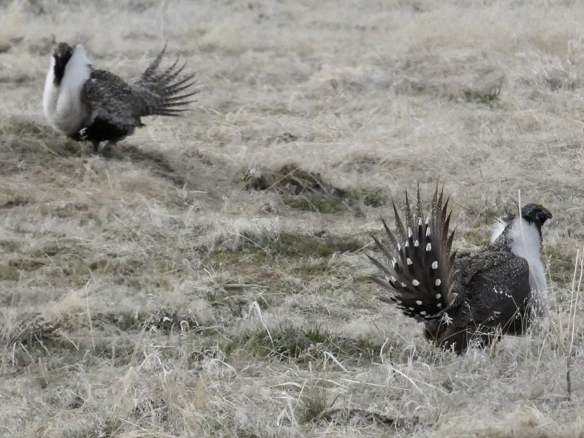 WYOMINGBIRDNEWS tweet picture