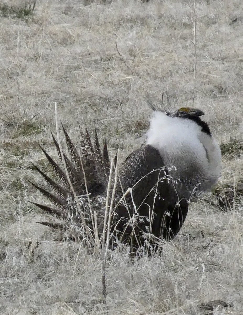 WYOMINGBIRDNEWS tweet picture