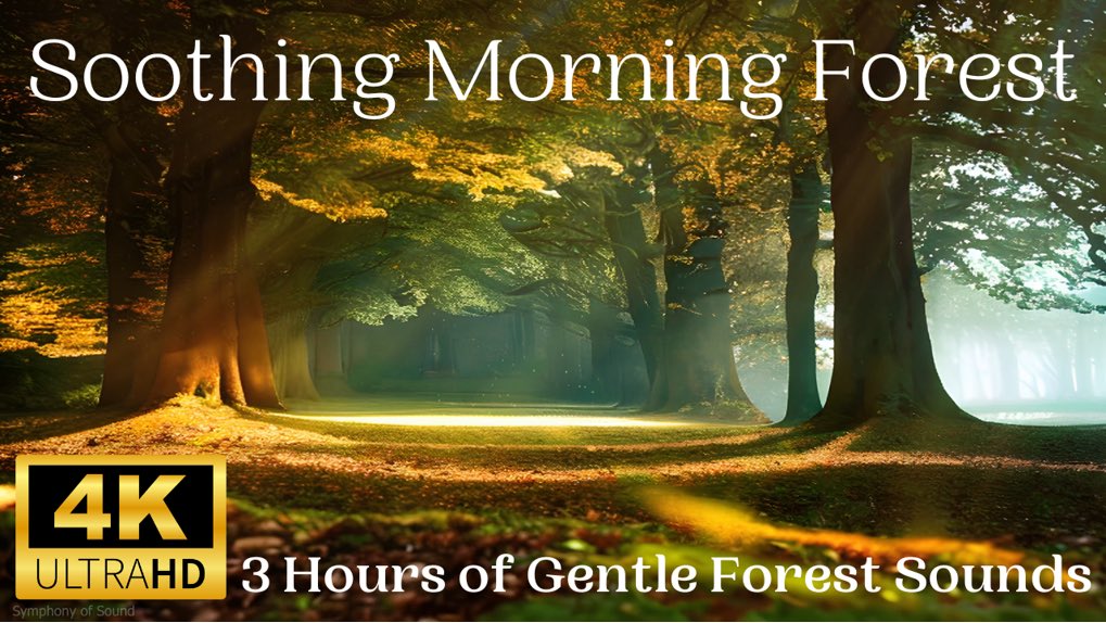 S_o_Sound's tweet photo. Forest Morning Ambience: Relaxing Bird Sounds and Serene Nature 
#ambiance #BirdSounds #Nature #Relaxing
https://t.co/eKAPsqFzig via @YouTube https://t.co/TSiNqC2vOs