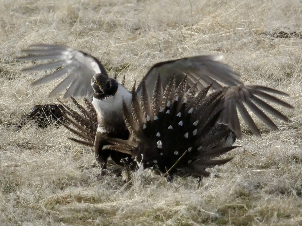 WYOMINGBIRDNEWS tweet picture