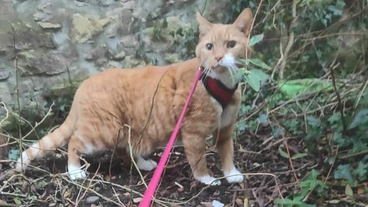 JohnDaffern2's tweet photo. STILL MISSING‼️Been 12 long weeks now and no sightings for 10. Could be anywhere. 15 years old Quite timid of people and loud noises. Canine tooth missing, quite long and tall. Heartbroken and desperate to get my boy home. Please call 07755725829 #Elgin #Scotland #IV30 (copied) https://t.co/KdoPfV0MpA