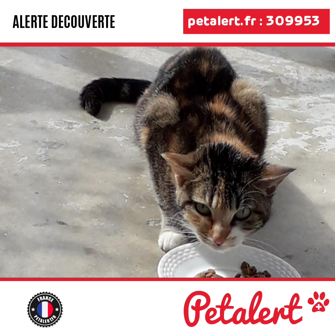 petalert_france's tweet image. Trouvé #Chat #Doubs #Pontarlier #Petalert  #PetAlert25 / p3t.co/FVnvA