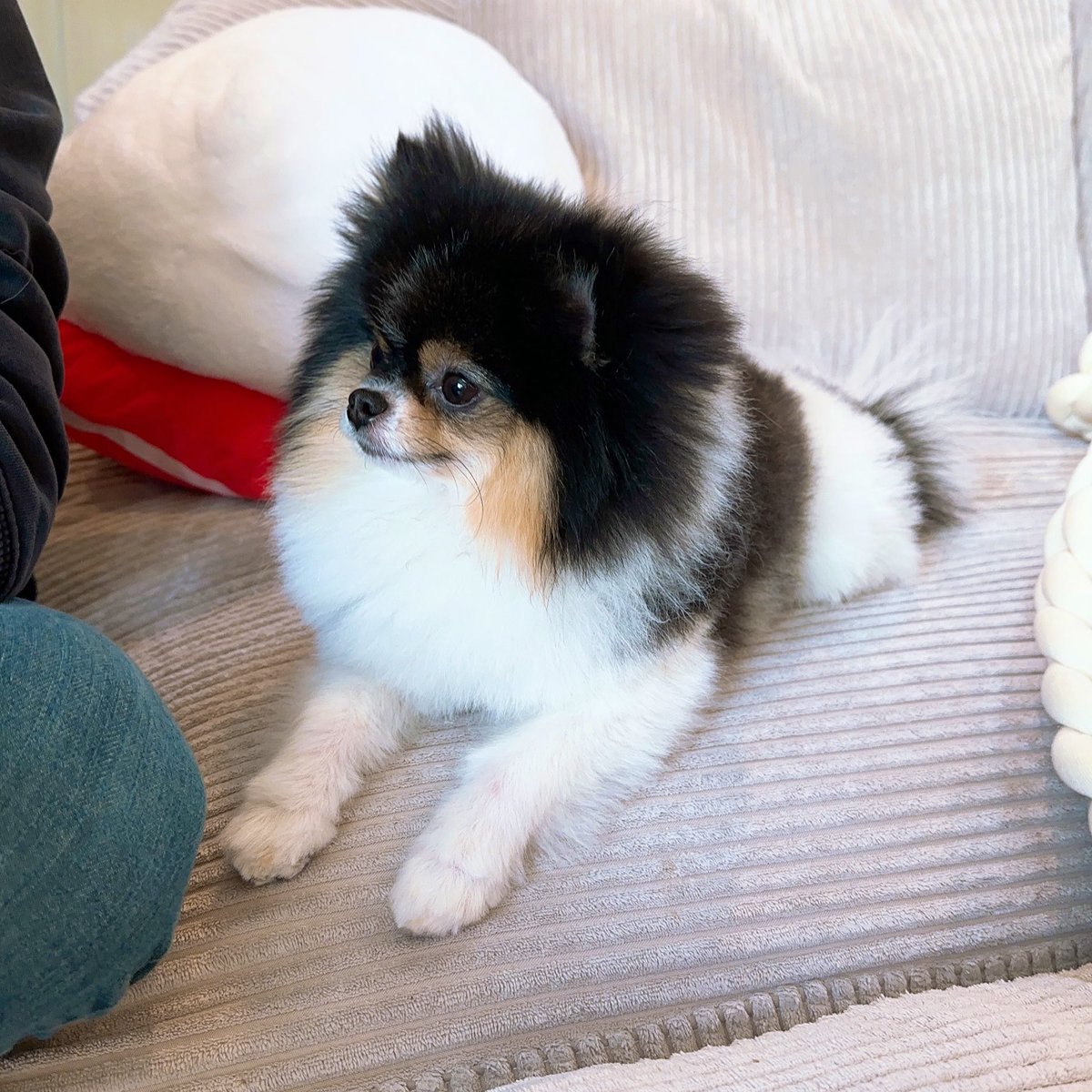 LilyPichu's tweet photo. HANDSOME BOY https://t.co/Gk3uQISXwI