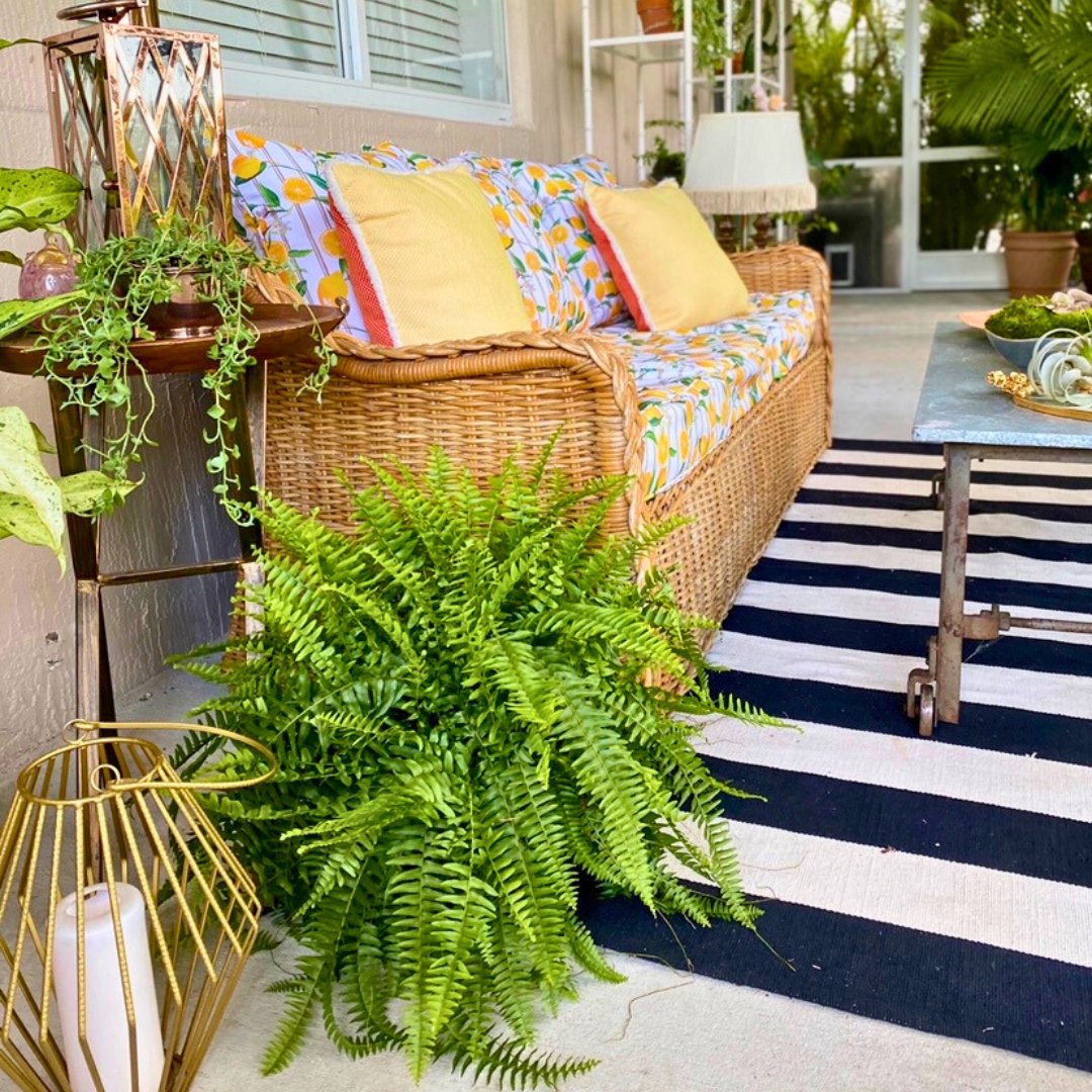 FLHomeShows's tweet image. Plant me Rosey is an award-winning biophilic design studio. With expertise in moss wall design, living walls, &amp;amp; landscape design. This latest lanai makeover project, features the perfect blend of Palm Beach style furniture &amp;amp; biophilic design. 😍 

#PalmBeachHomes #GreeneryDesign