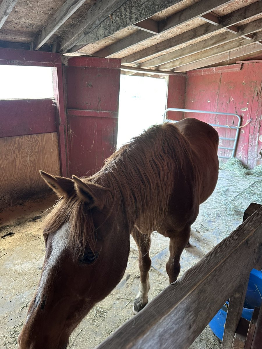 #ThingsRealtorsSee

If the horse comes with the house, are you buying?

Put your answer in the COMMENTS

#horse
#coubtrylife
#talkinrealestate