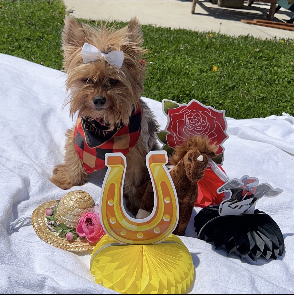 Kentucky Derby Day 🐎 Who is your favorite? #KentuckyDerby #KentuckyDerby149 #KentuckyDerby2023 #ChurchillDowns #cute #love #DogsofTwittter #DogsOnTwitter #Dogsarefamily