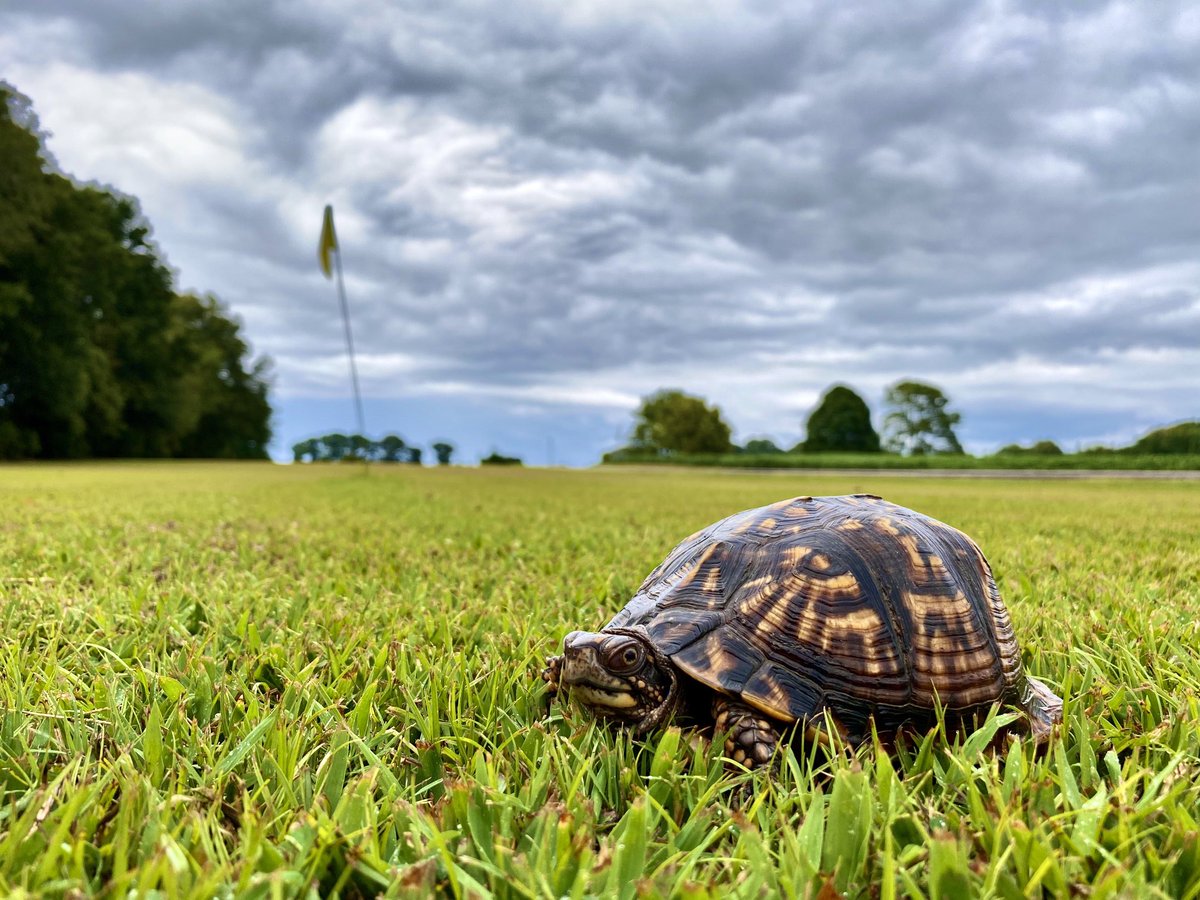 CORNdiff tweet media