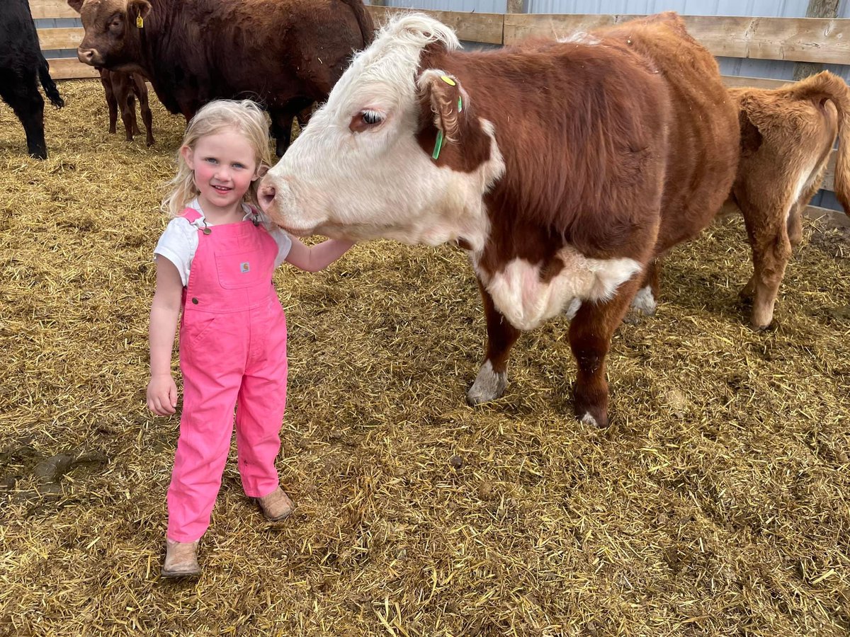 CanCattleYouth's tweet photo. We have a “corporate farm” of ”hundreds of cows” but we’re still a family run and family focused farm! Big doesn’t mean scary!
This is my daughter Avery taking a moment to give one of our Herefords a nice scratch ❤️
-Julie
#familyfarm #canadiancattle #canadianbeef #cowgirl https://t.co/ZHHai5HOQp