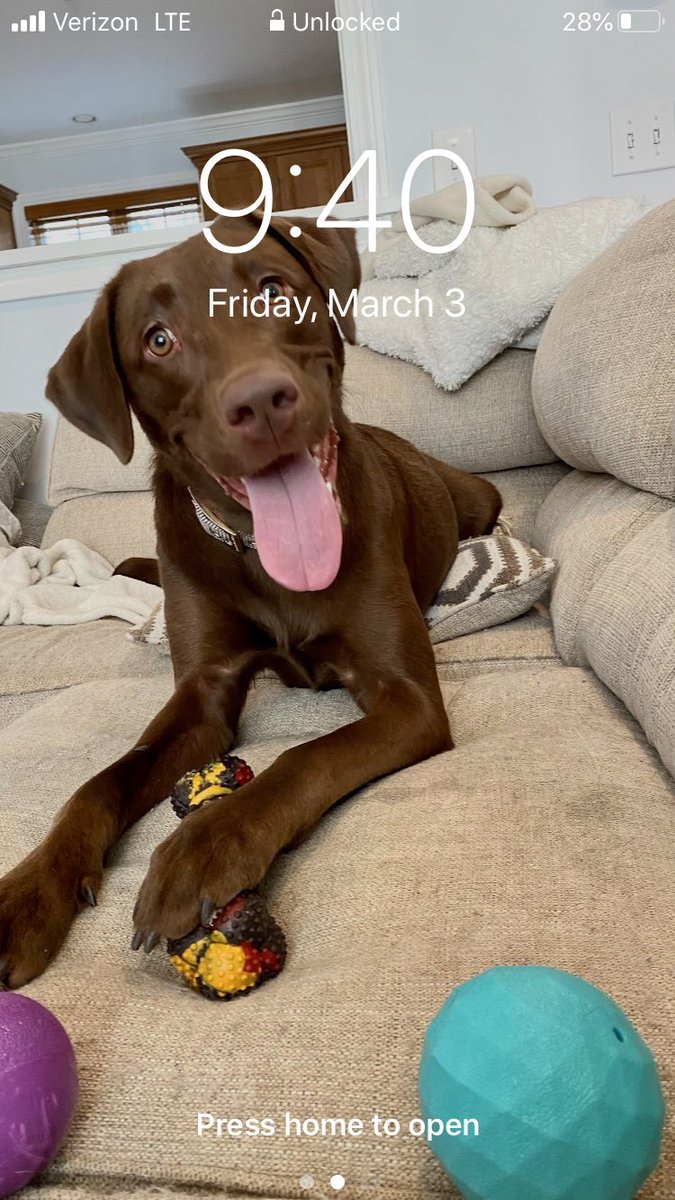 CDromey19's tweet photo. @chellchee Best dog https://t.co/Ieg7pIXiWg