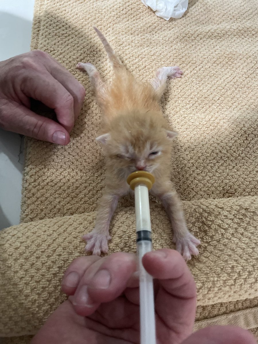 TaraAnimals's tweet photo. Lunchtime for the littles https://t.co/2MjNcMFfX4