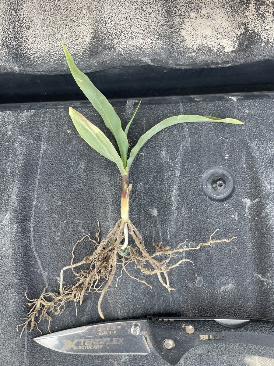 JClayRobinson's tweet photo. One of my favorite things about my job is watching DEKALB perform for our customers, but watching them grow on my own farm just hits different.

Less than 1/2 in. of rain and 2 nights of 32 degree temps isn’t slowing DKC111-35 down in Ralls Co.
MO! https://t.co/gFAR6fAlRw