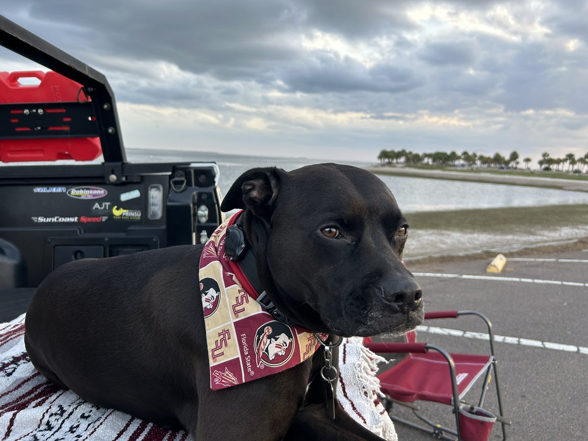 Taco_Nole's tweet photo. Chill Saturday night with Thor, enjoying the breeze 

#tacodog 🏝️ https://t.co/ycmKdzC12b