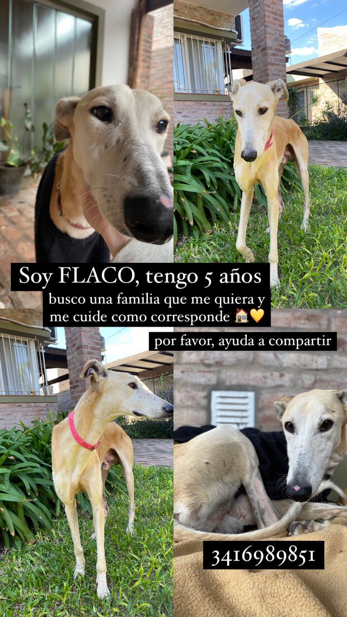 ValenTommasino's tweet photo. Flaco en adopción responsable. 
Galgo de aprox 5 años.
Fue encontrado en la calle hace 1 semana después de haber sido abandonado. 
Soy muy bueno, tranquilo y cariñoso. 
Por favor compartir💛
#adopcionresponsable #rosario #ADOPCIÓN https://t.co/7nB5axhKCk
