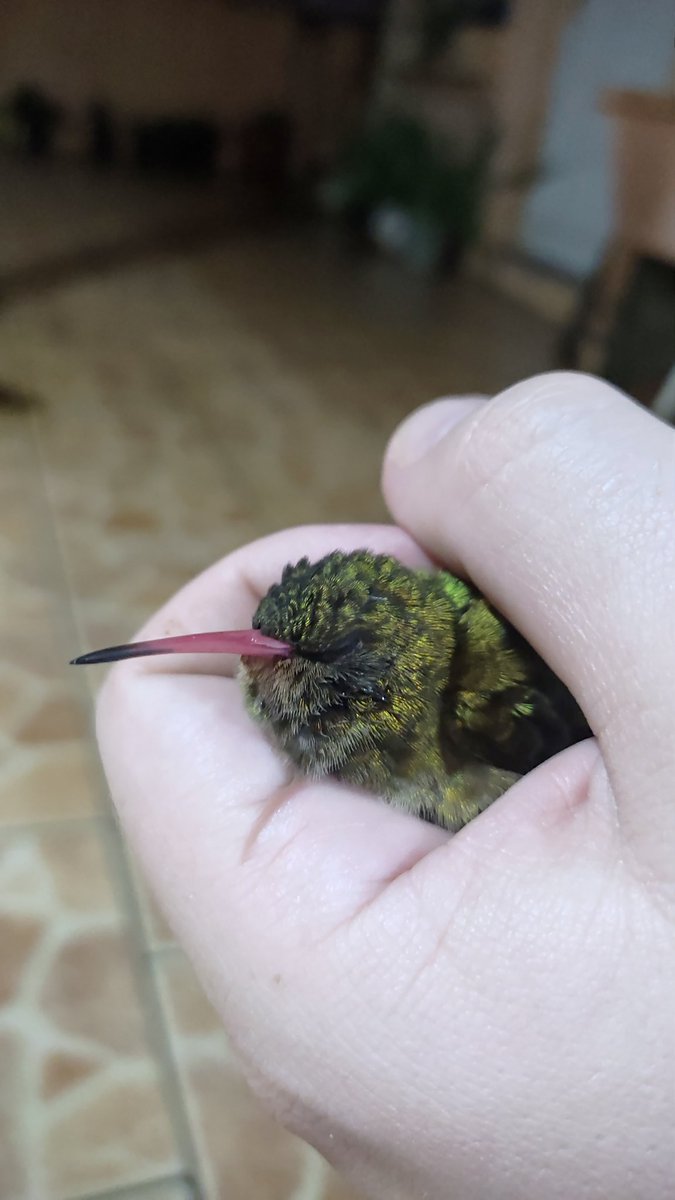 Jonas543_'s tweet photo. Hoje ajudei a salvar um beija flor... enquanto assava coxinha de frango https://t.co/41ODEa7mCV
