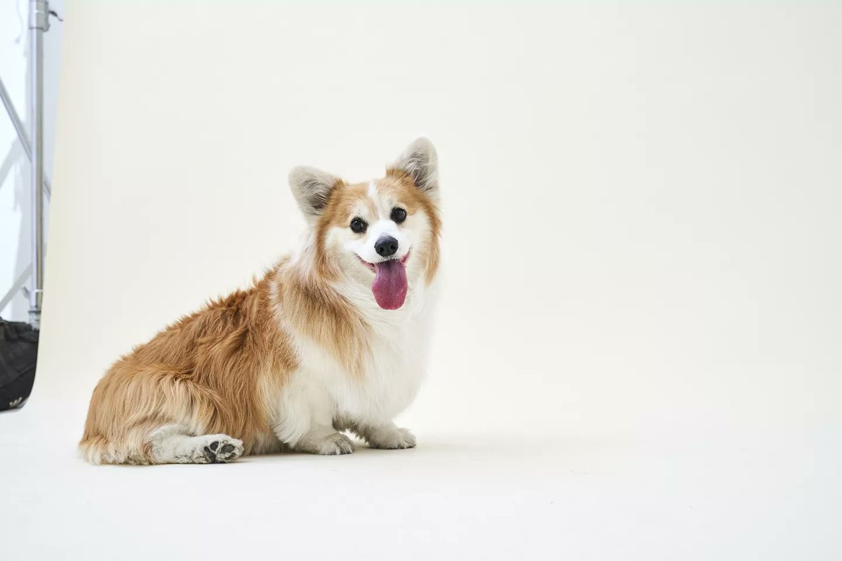 kimchithecorgi's tweet photo. πΎπ€© It's Supaw Star Saturday π€©πΎ with @petvalu
Check out these adorable shots we got back from our casting shoot πΈ
We can't wait to see these glamour shots across web, social and other marketing materials for @petvalu π₯°
#PetsInStyle #PoseForPetValu #PetValu #Kimchithecorgi https://t.co/IODwY6gIh7