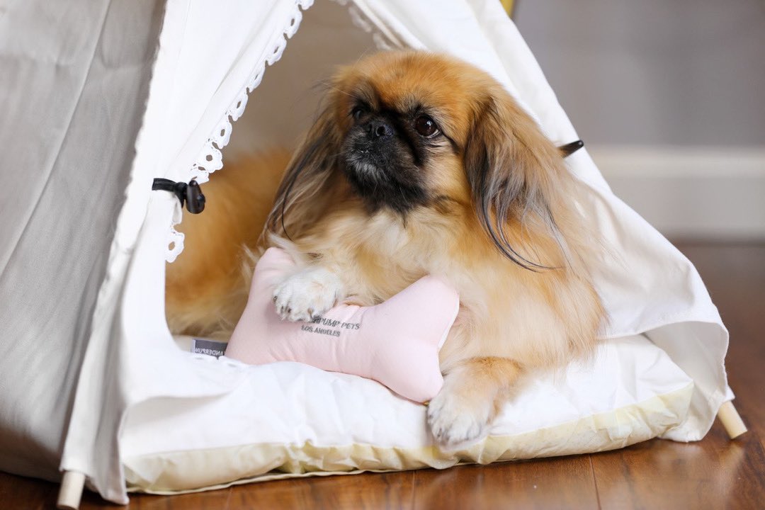 Our Vanderpump Pets Plush Toy bones are the perfect playtime accessory for any pup and NOW you can purchase them for 50% off + FREE SHIPPING when you use the promo code: PUPPYLOVE at checkout! #VanderpumpPets