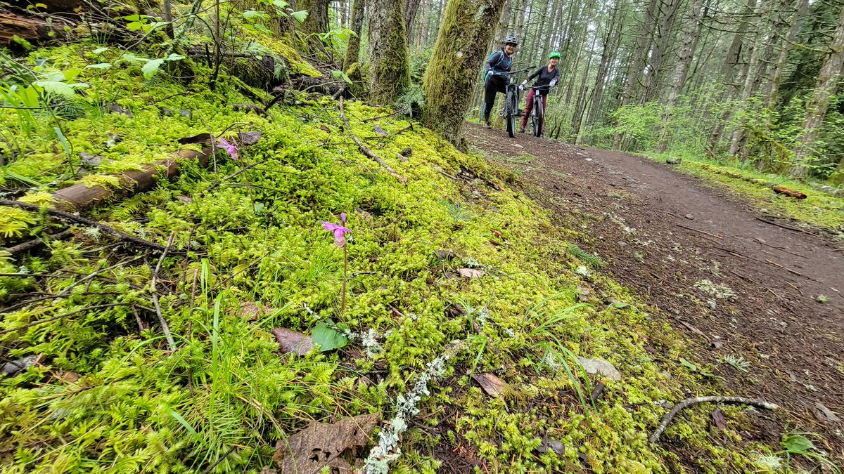 VicCityAdvocate's tweet photo. This morning I went #mountainbiking with the #dirtygirlzbikeclub. Flowers are out: fairy slippers, white fawn lillies, shooting stars, trillia and more. My late grandmother, an avid botanist, would say, "It was glorious!" #hartland #mtbbc #flora #yyjbike https://t.co/iD58mJfwLQ