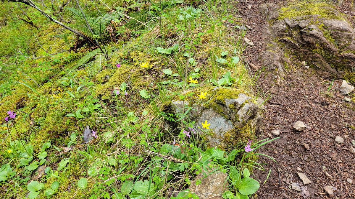 VicCityAdvocate's tweet photo. This morning I went #mountainbiking with the #dirtygirlzbikeclub. Flowers are out: fairy slippers, white fawn lillies, shooting stars, trillia and more. My late grandmother, an avid botanist, would say, "It was glorious!" #hartland #mtbbc #flora #yyjbike https://t.co/iD58mJfwLQ