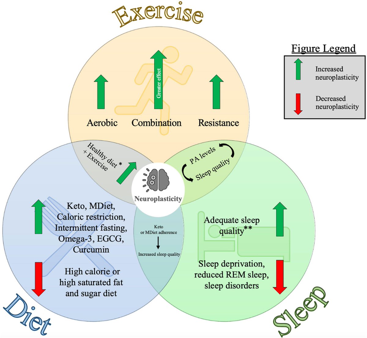 Los tres Pilares Fundamentales para mejorar la Neuroplasticidad en Sanos y Pacientes: Dieta, Sueño y EJERCICIO. El #EjercicioTerapeutico es Clave!!! <a href="/MSterapiactiva/">Máster Ejercicio Terapéutico</a> <a href="/BlanquernaFCS/">Blanquerna FCS</a> 
frontiersin.org/articles/10.33…