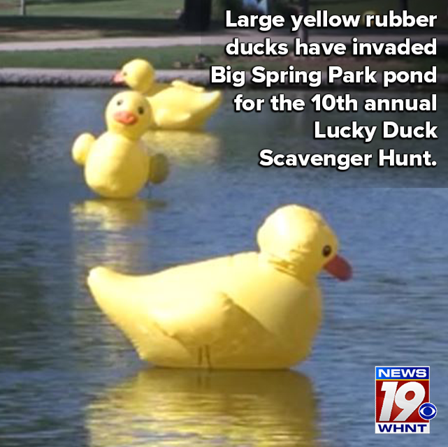 whnt's tweet photo. The scavenger hunt allows participants to explore Huntsville while searching for 15 ducks in an effort to claim a prize. https://t.co/bA0PcHsJgn https://t.co/HrPgCpMpJI