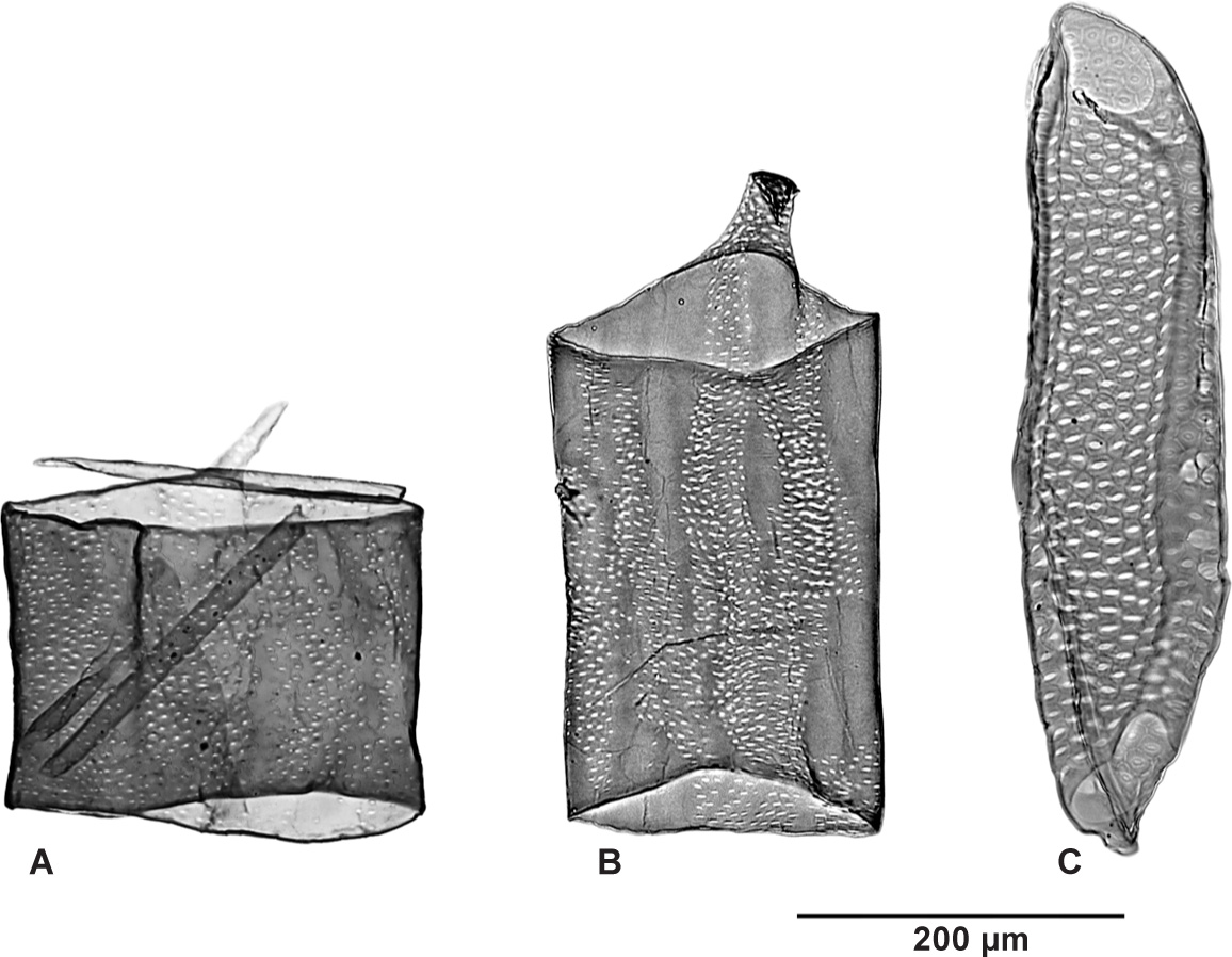 CerenArkbotani's tweet photo. @ShevanWilkin For sure looks like a vessel from dicotyledonous wood. I am not sure if ID will be possible, but here is a Vessel Element Atlas from IAWA: https://t.co/bI4fG99846
Good luck! https://t.co/wVNpLXiP9j