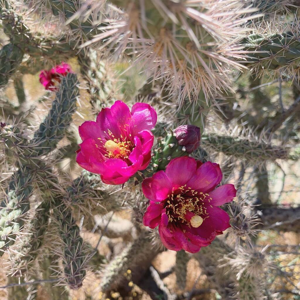 sam_whit22's tweet photo. Taking advantage of the beautiful weather to play cactus bloom paparazzi on our neighborhood nature trail 

#cactuslove #exploringarizona #arizonagram #arizonalife #lovewhereyoulive #visitarizona #arizonaliving #cactusbloom https://t.co/bRygEm2G4s https://t.co/9uHpncIS75