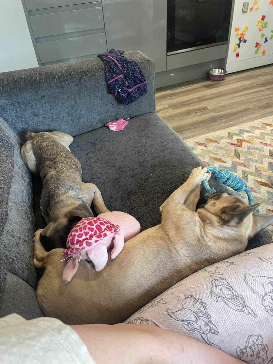 TFrugellis's tweet photo. My sister has moved in!! 
Follow our journey to get to know us more 🐶🐾

#Frug #Pug #Frenchie #DogsofTwittter https://t.co/SdbSmTxmqp