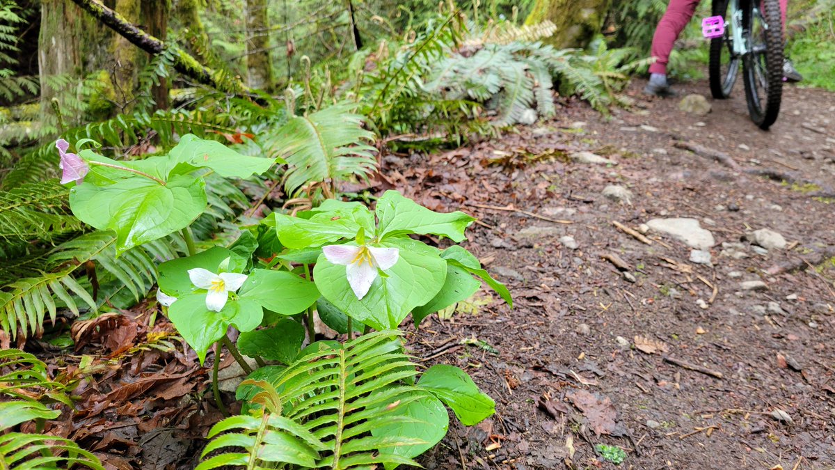 VicCityAdvocate's tweet photo. This morning I went #mountainbiking with the #dirtygirlzbikeclub. Flowers are out: fairy slippers, white fawn lillies, shooting stars, trillia and more. My late grandmother, an avid botanist, would say, "It was glorious!" #hartland #mtbbc #flora #yyjbike https://t.co/iD58mJfwLQ