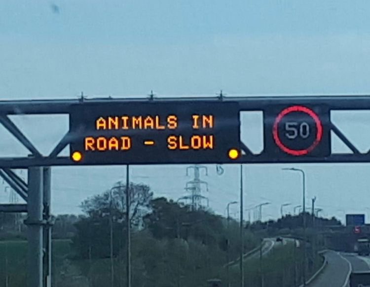 SwanSupport tweet media