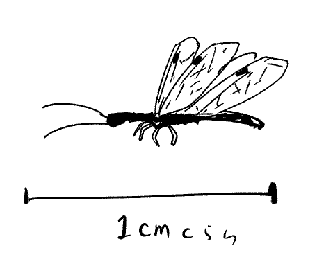 部屋に見慣れぬ虫いて恐  羽アリに似てるけど全体的に細長くて明らかにアリではない 翅はトンボに似てる 誰かわかります?