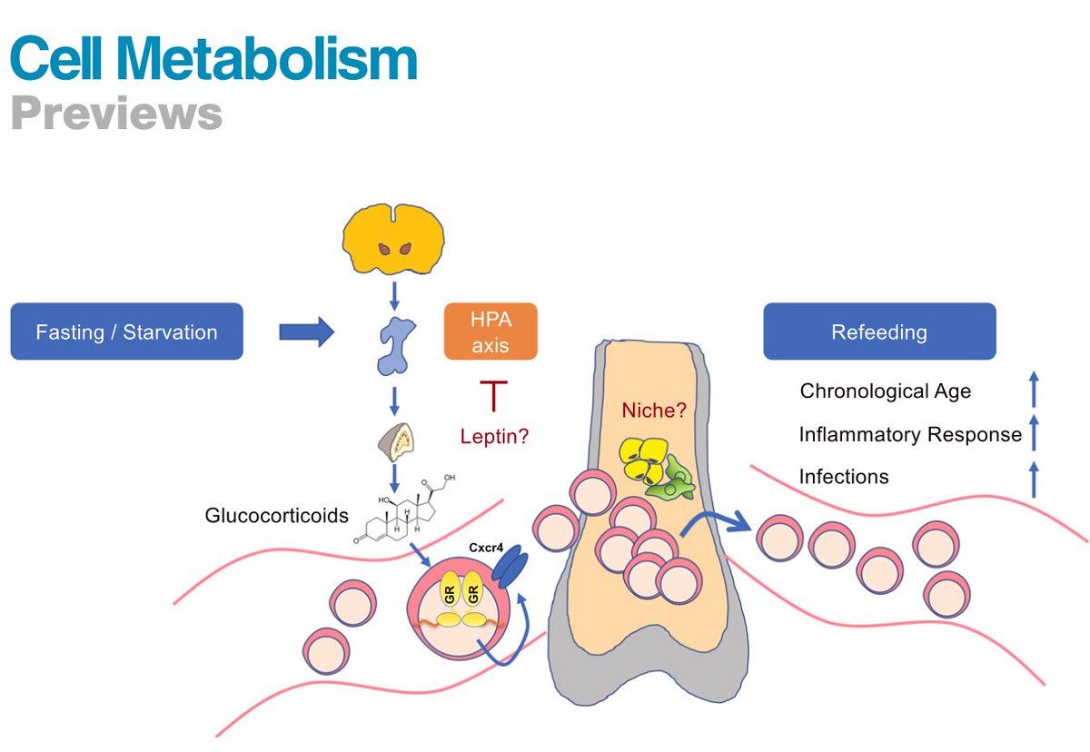 SFB-Trauma (@sfbtrauma) on Twitter photo Our CRC members <a href="/JanTuckermann/">Jan Tuckermann</a> and Pamela Fischer-Posovsky just published a Preview Article in <a href="/Cell_Metabolism/">Cell Metabolism</a> Energy Saver: Monocytes hibernate upon fasting in the bone marrow. Check out at cell.com/cell-metabolis… Our CRC members <a href="/JanTuckermann/">Jan Tuckermann</a> and Pamela Fischer-Posovsky just published a Preview Article in <a href="/Cell_Metabolism/">Cell Metabolism</a> Energy Saver: Monocytes hibernate upon fasting in the bone marrow. Check out at cell.com/cell-metabolis…