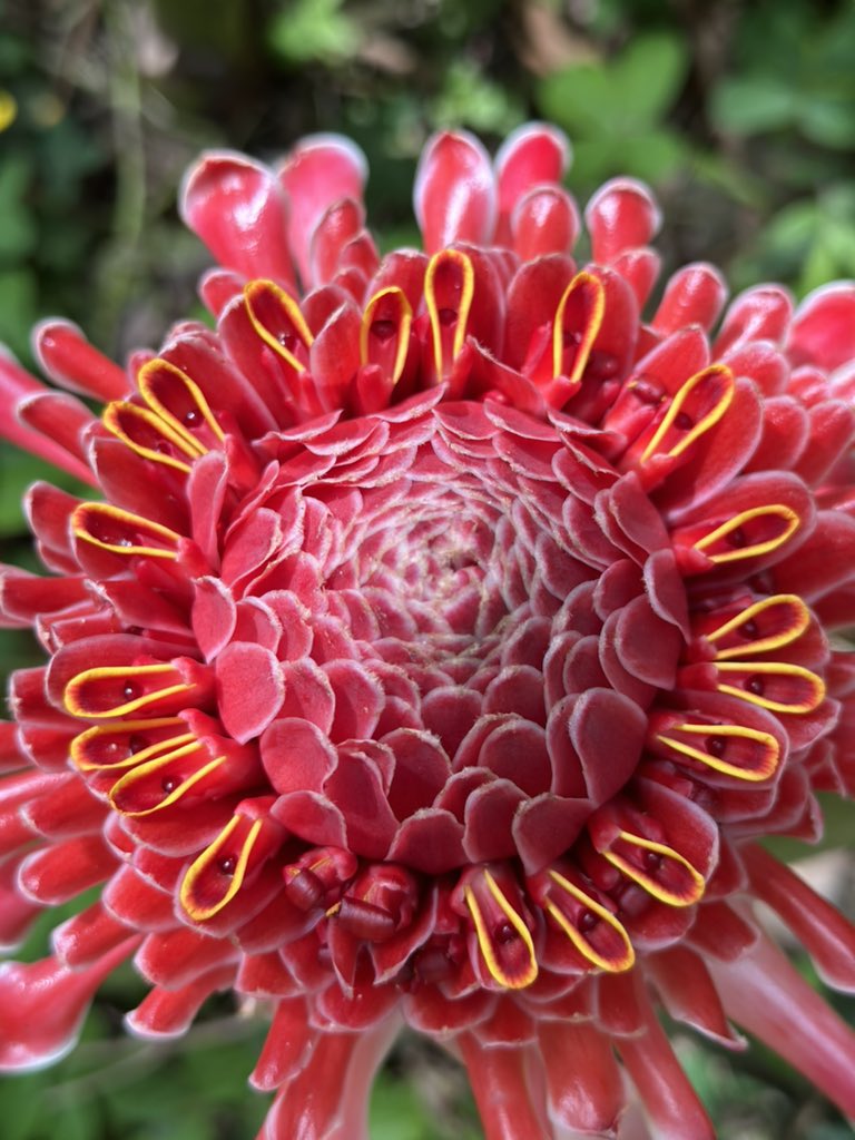 Midjourney and stable diffusion should train on Colombian flowers