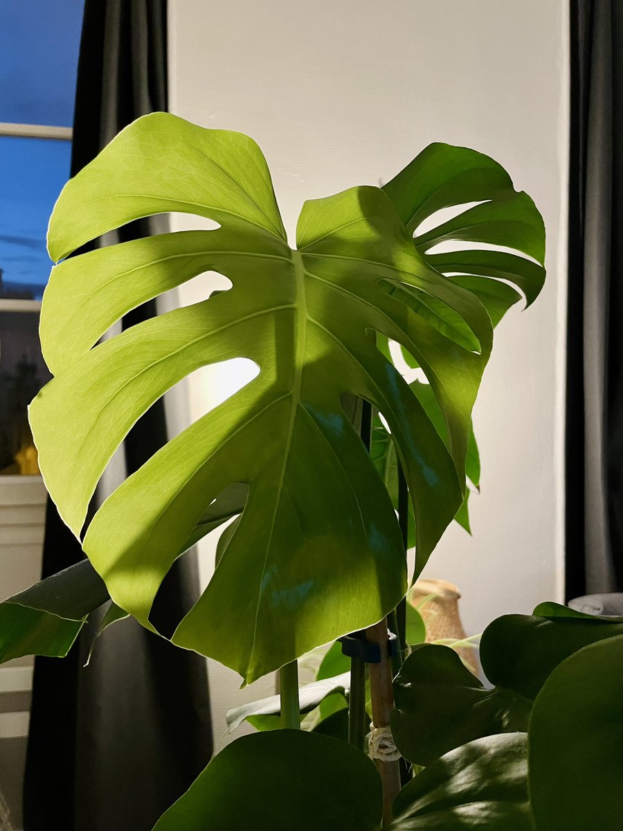 antrlv's tweet photo. That new leaf tho 😍 https://t.co/YE0wmfEacR