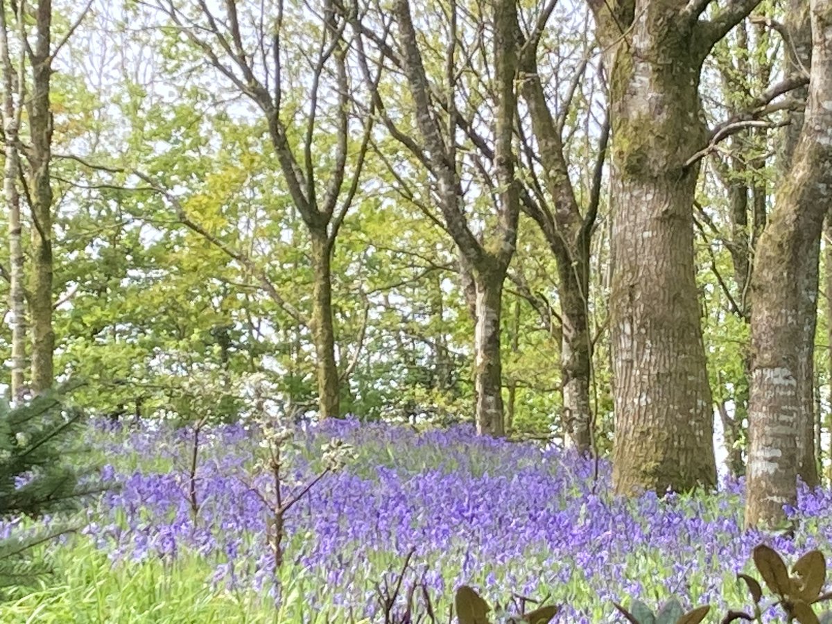 oldchef76's tweet photo. @treveharris And this was Lanhydrock woods Thursday https://t.co/MHg0frQCIr