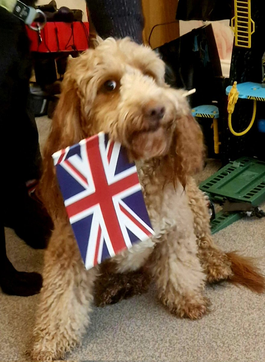 gingerbirdevans's tweet photo. Chase would like to congratulate King Charles on his Coronation #Coronation2023 #cockerpoos https://t.co/IYHdVofUsH