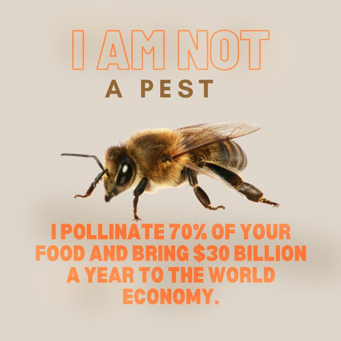 ecokonnexion's tweet photo. Bees pollinate 70% of the fruit &amp; vegetables, nuts &amp; seeds we eat daily. In fact, without bees, these important foods &amp; most other plants &amp; tree species will rapidly decline. Most ecosystems worldwide would fail. Millions would starve.  Stop insecticides. Go organic. https://t.co/tMf7frsQ6c