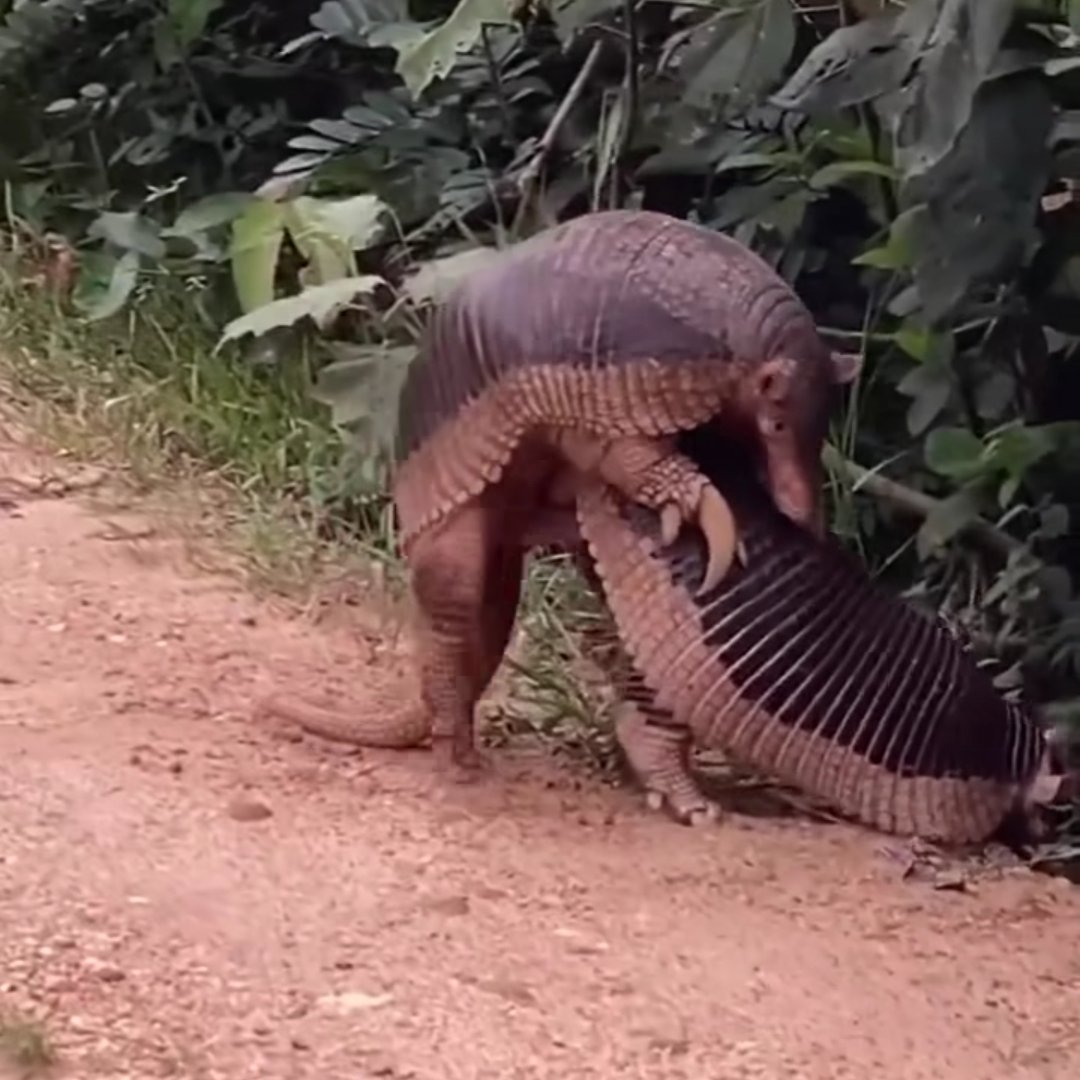 Registro raro do acasalamento do tatu-canastra na natureza. Espécie é ameaçada de extinção. Vídeo completo no canal do Youtube e Instagram do blog Natureza e Conservação. Link na bio.