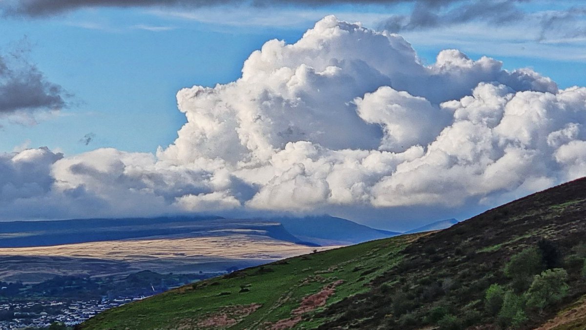 Tracy Purnell tweet media