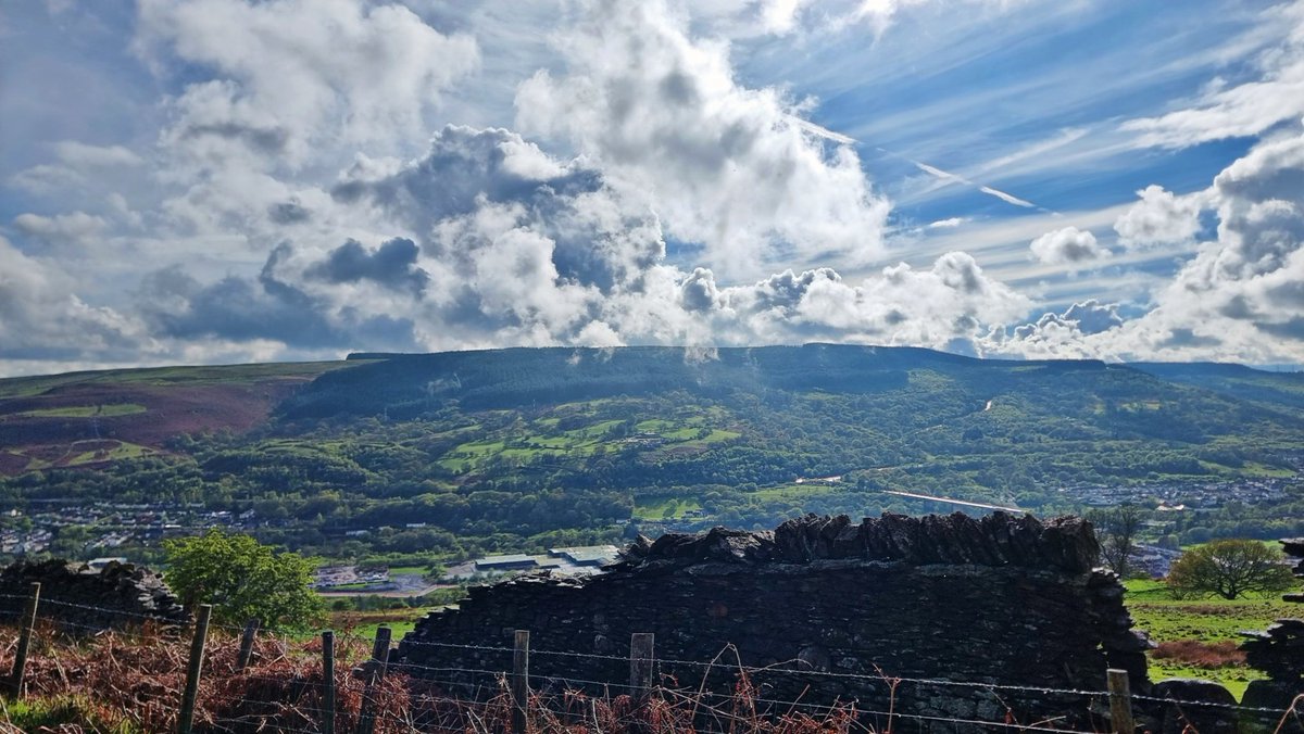 Tracy Purnell tweet media