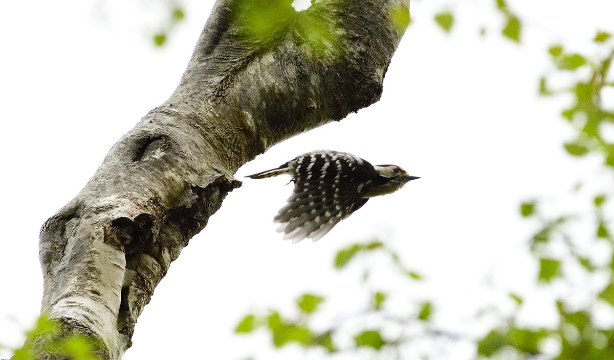 thebeardedbirdman tweet media